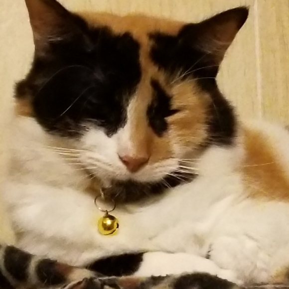 Meet your Posher, Elizabeth - Picture 7 of 16